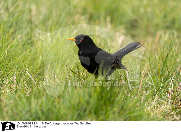 Amsel im Gras / Blackbird in the grass / WS-08721