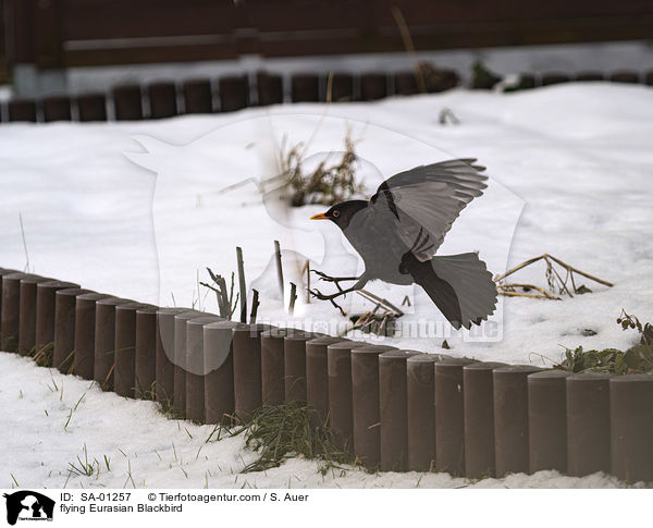 fliegende Amsel / flying Eurasian Blackbird / SA-01257