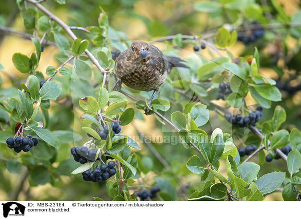 Amsel / common blackbird / MBS-23164