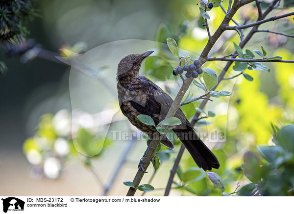 common blackbird / MBS-23172