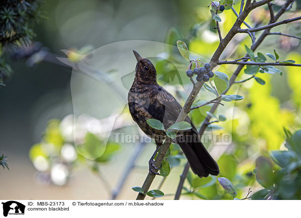 common blackbird / MBS-23173
