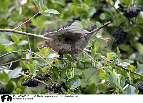 Amsel / common blackbird / MBS-23181