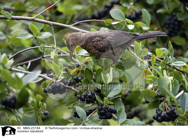 common blackbird / MBS-23184