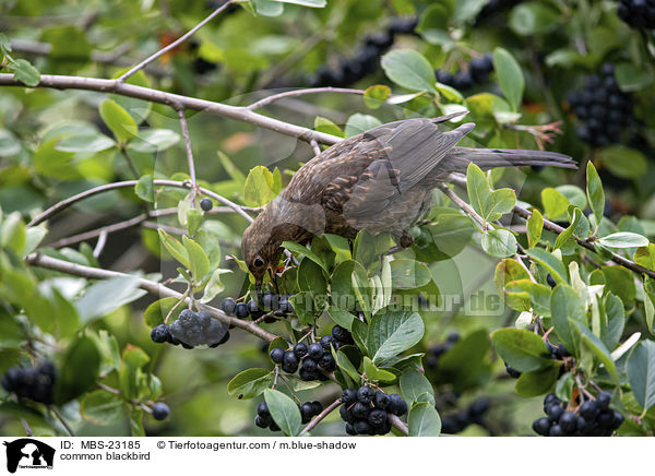 Amsel / common blackbird / MBS-23185