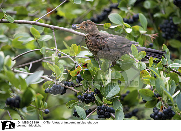 Amsel / common blackbird / MBS-23186