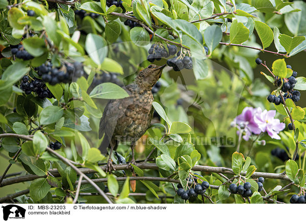 common blackbird / MBS-23203