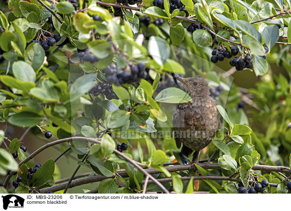 Amsel / common blackbird / MBS-23206