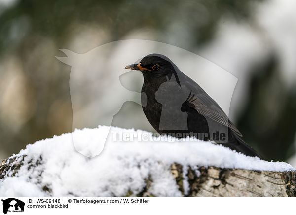 Amsel / common blackbird / WS-09148