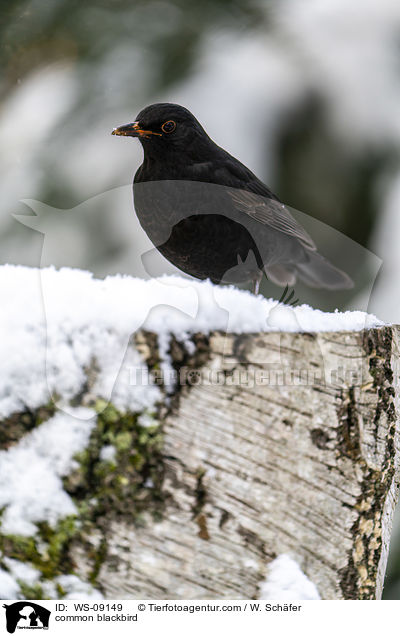 Amsel / common blackbird / WS-09149