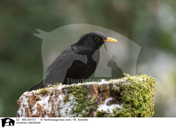 Amsel / common blackbird / WS-09151