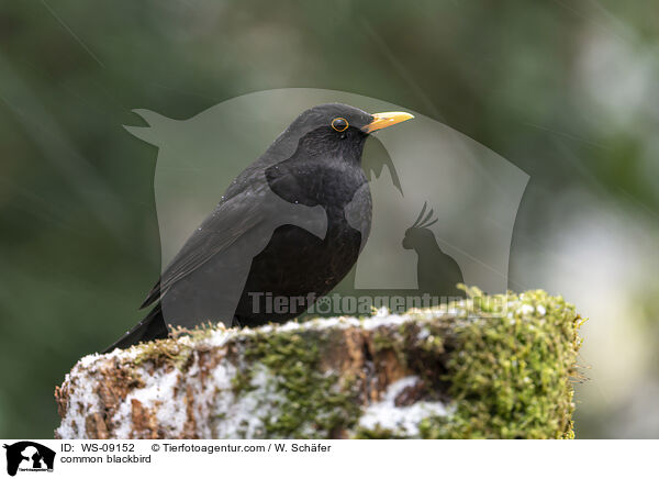 Amsel / common blackbird / WS-09152