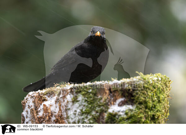 Amsel / common blackbird / WS-09153