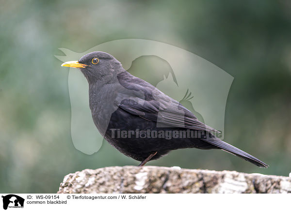 Amsel / common blackbird / WS-09154