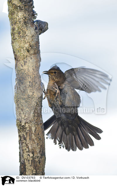 Amsel / common blackbird / DV-03763