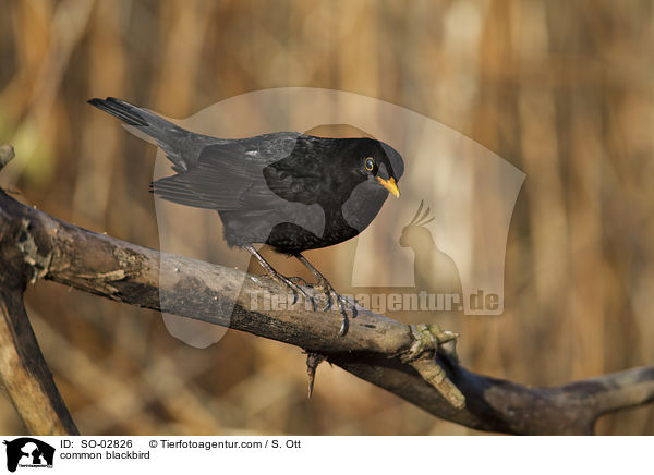 common blackbird / SO-02826