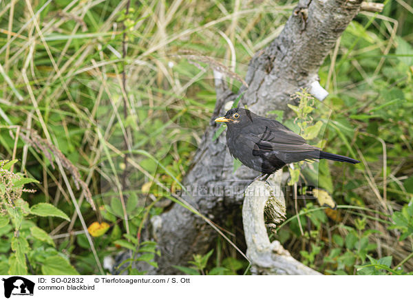Amsel / common blackbird / SO-02832