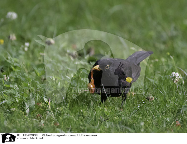 Amsel / common blackbird / HB-02038