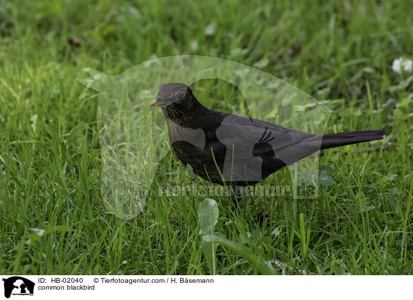 Amsel / common blackbird / HB-02040