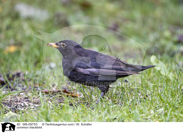 Amsel / common blackbird / WS-09753