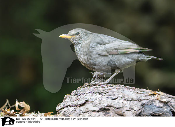 Amsel / common blackbird / WS-09754