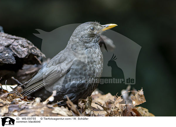 common blackbird / WS-09755