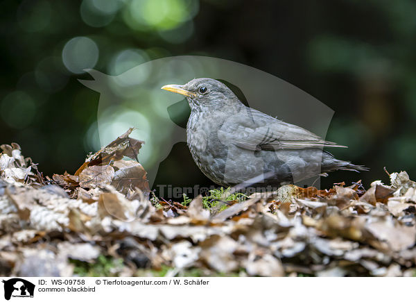 Amsel / common blackbird / WS-09758