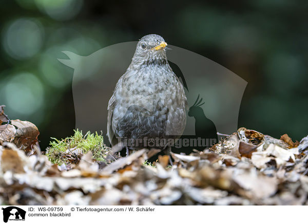 Amsel / common blackbird / WS-09759