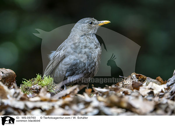 common blackbird / WS-09760