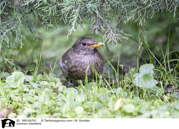 Amsel / common blackbird / WS-09761