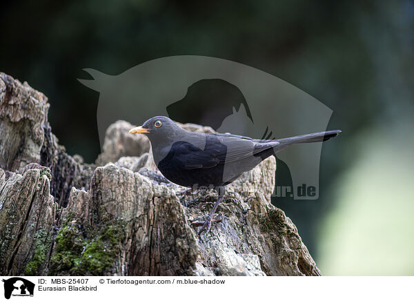 Amsel / Eurasian Blackbird / MBS-25407