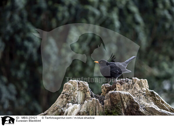 Amsel / Eurasian Blackbird / MBS-25421