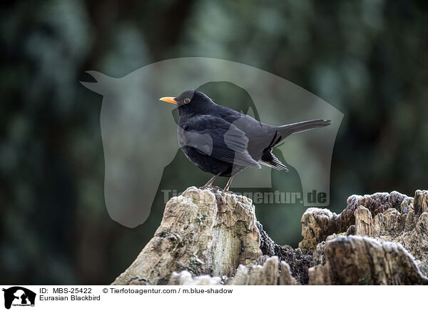 Amsel / Eurasian Blackbird / MBS-25422