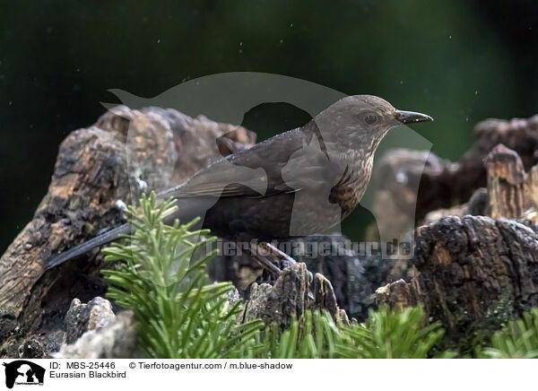 Amsel / Eurasian Blackbird / MBS-25446