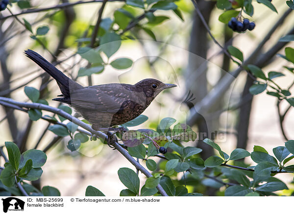 weibliche Amsel / female blackbird / MBS-25699