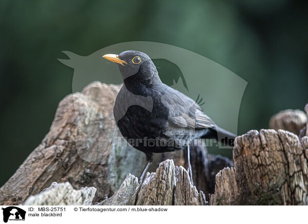 mnnliche Amsel / male blackbird / MBS-25751