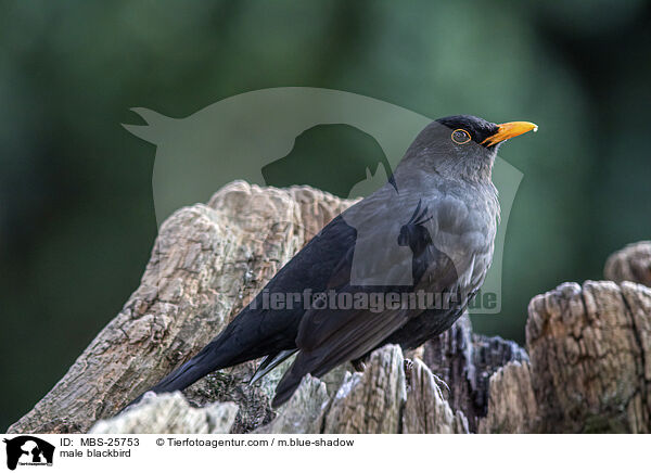 male blackbird / MBS-25753