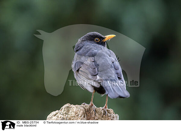 male blackbird / MBS-25754