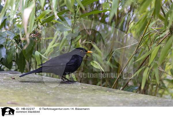 common blackbird / HB-02237