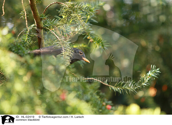 Amsel / common blackbird / HL-02419