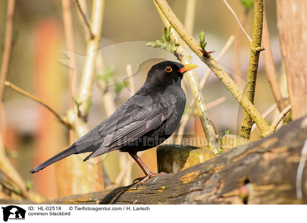 Amsel / common blackbird / HL-02518