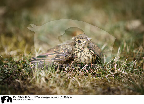 Amsel / common blackbird / RR-104604