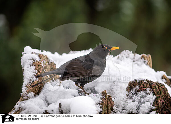 Amsel / common blackbird / MBS-25920