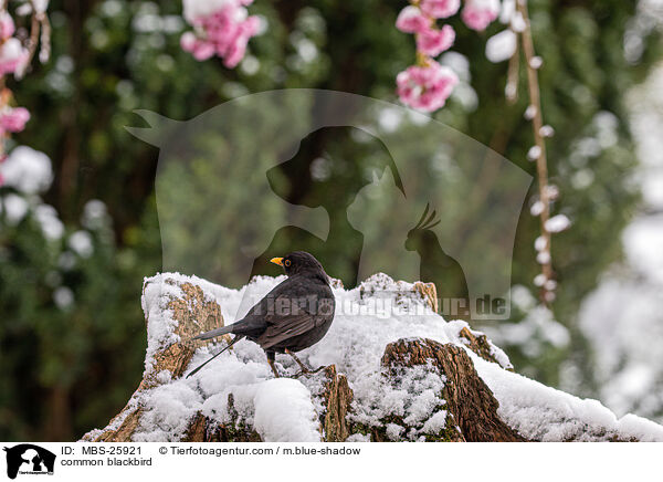 Amsel / common blackbird / MBS-25921