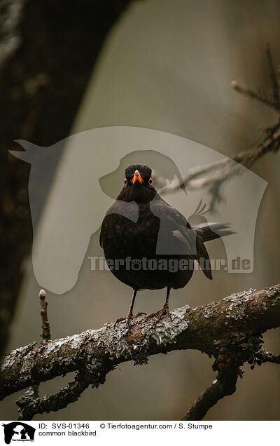 common blackbird / SVS-01346
