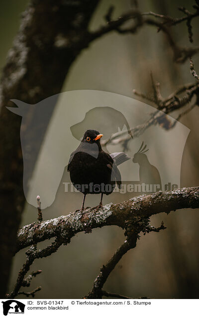 common blackbird / SVS-01347