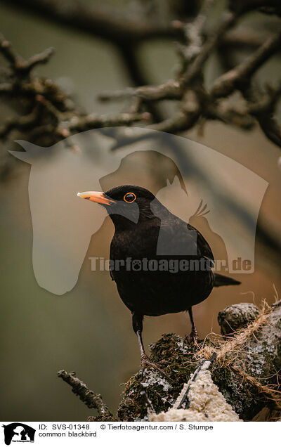 common blackbird / SVS-01348