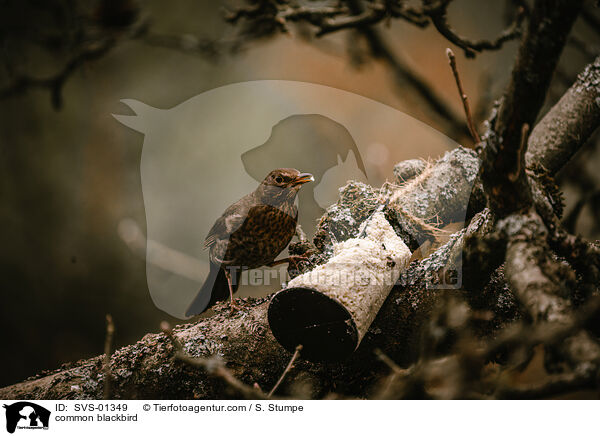 Amsel / common blackbird / SVS-01349