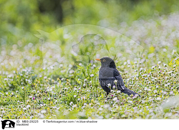 Amsel / blackbird / MBS-29225
