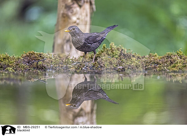 Amsel / blackbird / MBS-29251