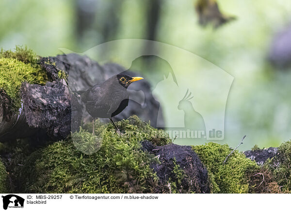 Amsel / blackbird / MBS-29257